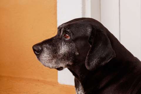 ¿Es viable sacrificar a una mascota que está muy vieja?