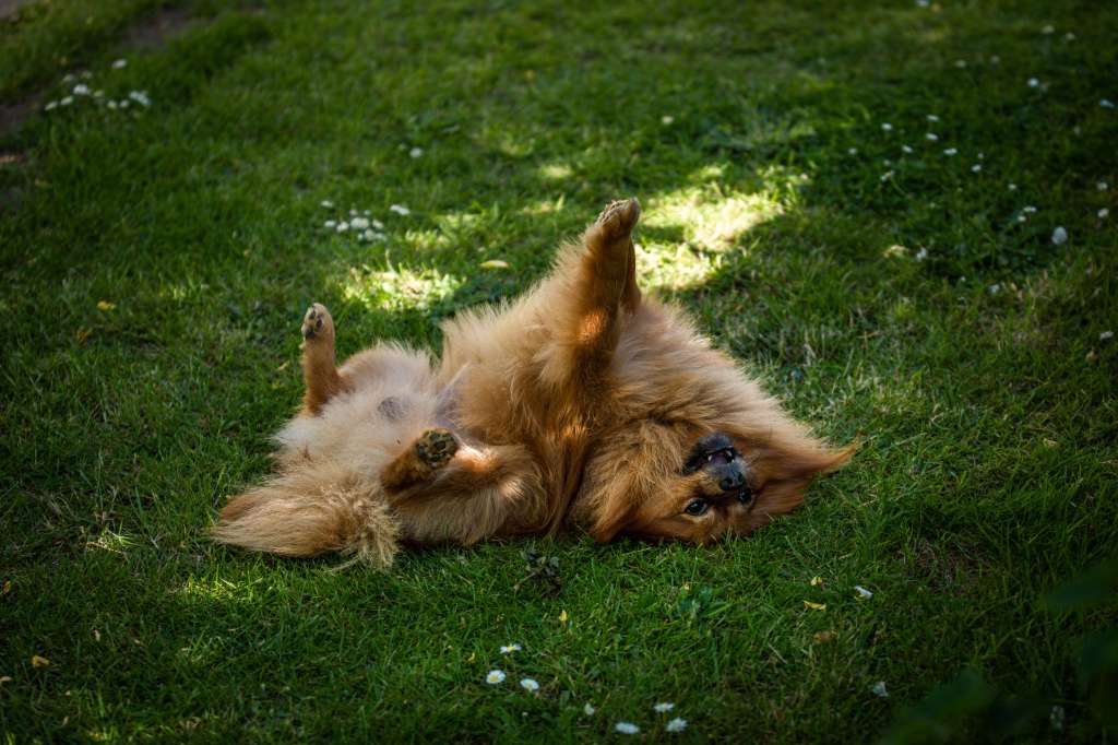 ¿Por qué los perros se revuelcan en el pasto?