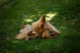 ¿Por qué los perros se revuelcan en el pasto?