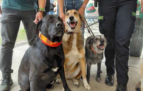 Un barrio del sur de Bogotá adoptó a 11 perros que vivían en la calle