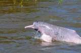 Sudamérica y Asia quieren conservar los delfines de río, ¿en qué han avanzado?