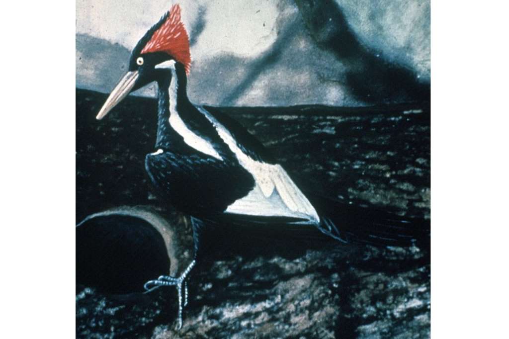 El pájaro carpintero pico de marfil está en la lista de 23 especies certificadas como extintas.