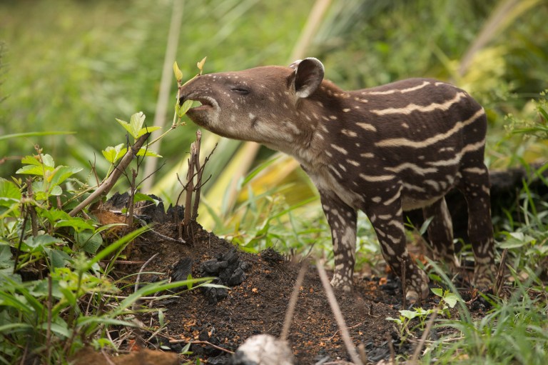 ¿Eres estudiante de colegio y sabes sobre biodiversidad? Este concurso es para ti