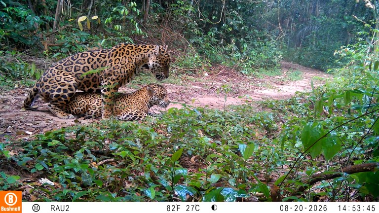 En video: cámaras trampa capturan a una pareja de jaguares apareándose en la Amazonia