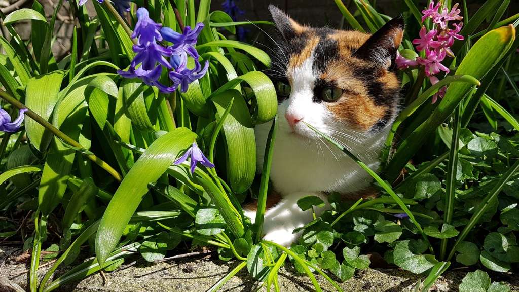 La flor de las liláceas se usa mucho en ramos y puede ser letal para los gatos.