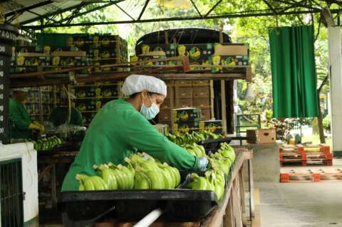 Colombia, entre los tres principales exportadores de banano a Corea del Sur