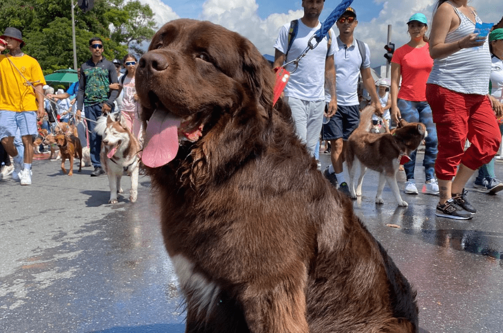Bomberos de Medellín lamenta la muerte de Ares, un perro de rescate acuático