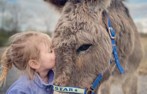 “Santa, esta navidad, trae mi burro a casa”: familia pide el regreso de su mascota
