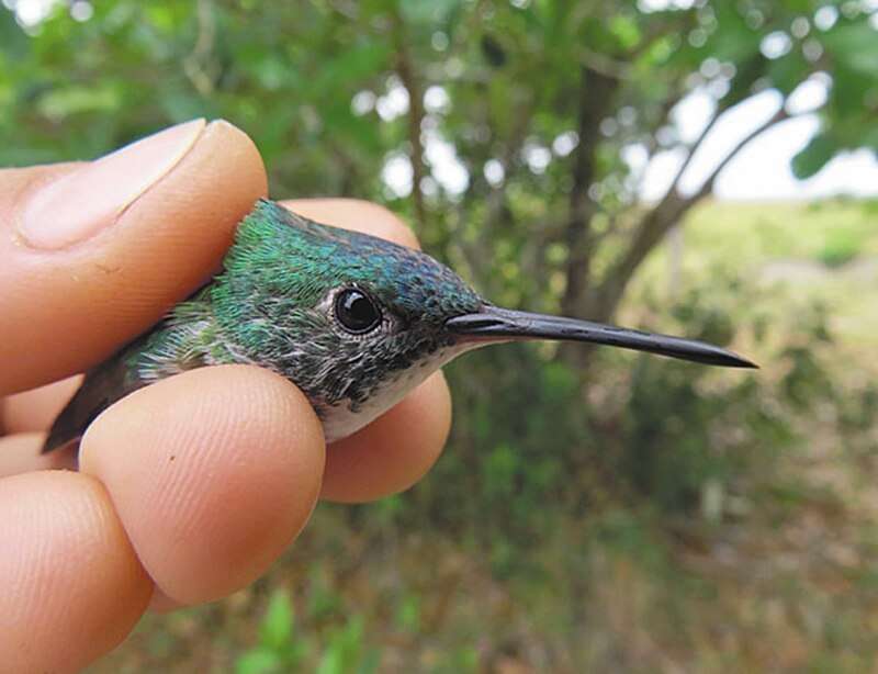 En mayo de este año, los pajareros colombianos avistaron 1.590 especies de las 1.920 que, se estima, hay en el país. De estas, 79 son endémicas.  / Manuela Restrepo - Instituto Humboldt