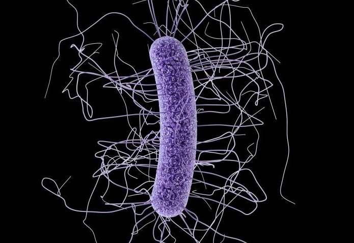 Imagen de la "Clostridium difficile".