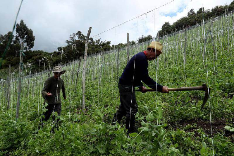 El ministro Zea Navarro le pidió a Finagro un informe exhaustivo del recorrido que tuvieron los subsidios que se alcanzaron a entregar, y asegura que todo fue legal. / EFE