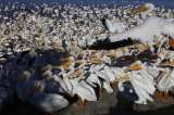 Aves migratorias del mundo: 1 de cada 9 está amenazada de extinción y el 45 % en declive