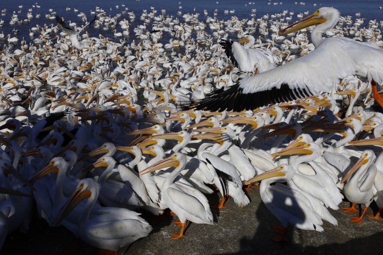 Aves migratorias del mundo: 1 de cada 9 está amenazada de extinción y el 45 % en declive