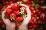 Fresas: la planta perfecta para tener en la huerta