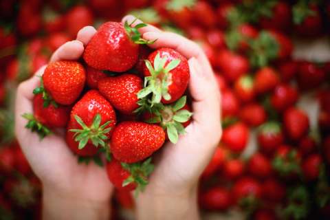 ¿Para qué sirve la fresa? Los beneficios que van más allá de su sabor