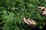Uruguay insiste en registrar a consumidores de marihuana