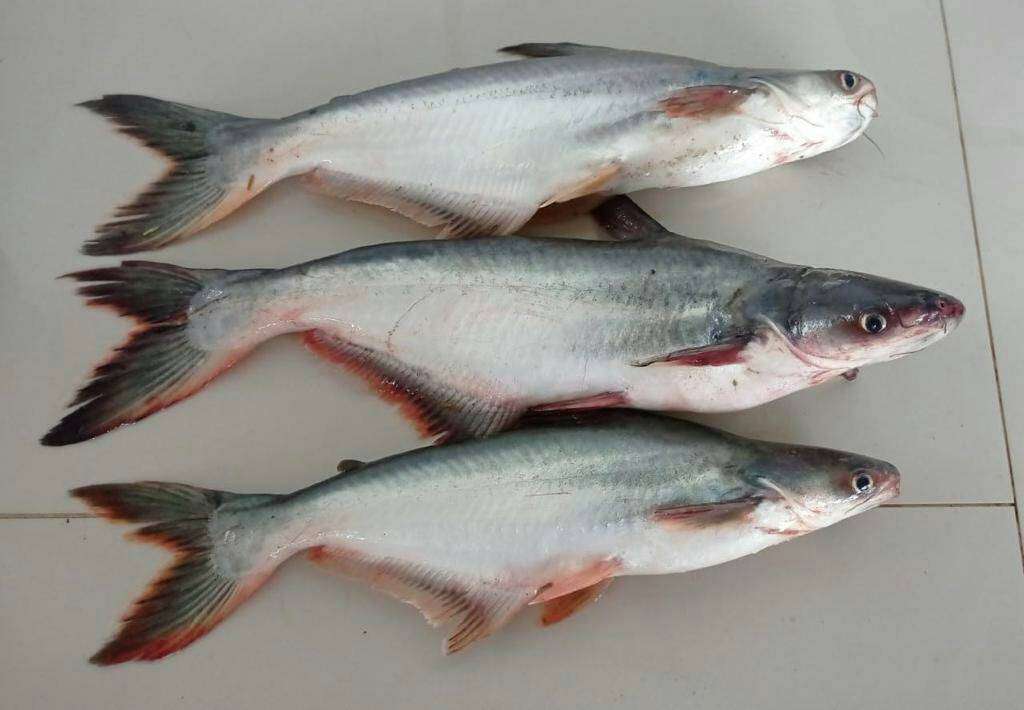 Producción de pez basa en Colombia