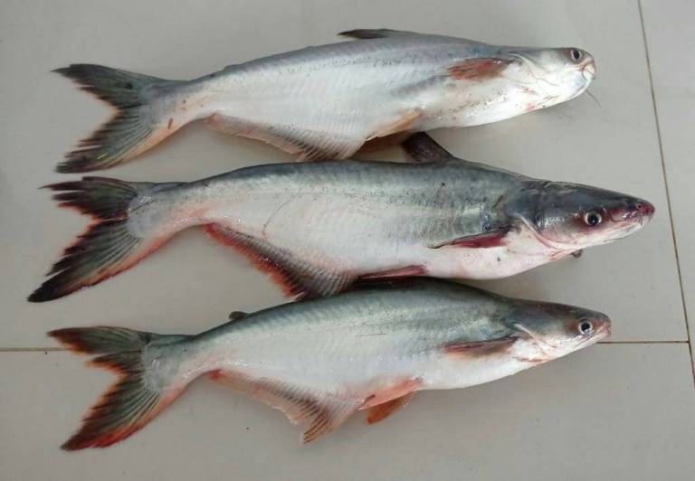 Pez basa: el Minambiente busca erradicarlo, prohibirlo y declararlo especie invasora