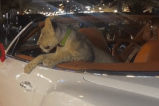 Denuncian dueños que paseaban a un león en su carro, ¿qué ocurrió?