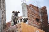 Roma y sus mascotas: un vistazo a la relación con perros y gatos en la antigüedad
