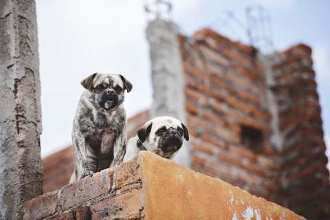 Roma y sus mascotas: un vistazo a la relación con perros y gatos en la antigüedad