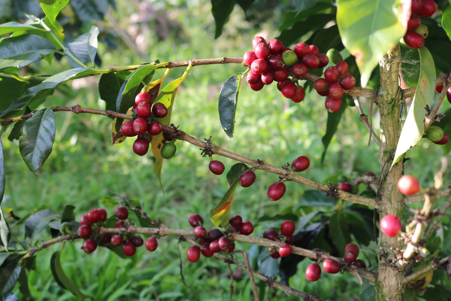 Cultivar una mata de café es una manera sencilla de conectar con el campo, conocer el origen de la bebida y valorar aún más cada taza.