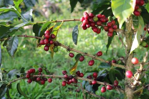 ¿Cómo sembrar café colombiano? Pasos para cultivarlo con éxito en casa