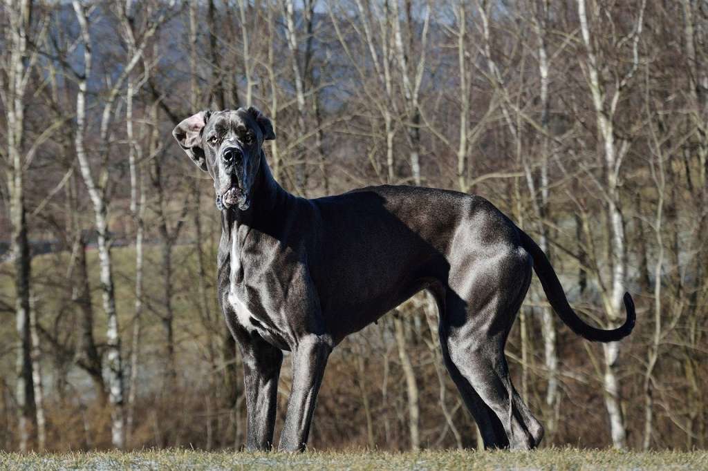 Gran Danés