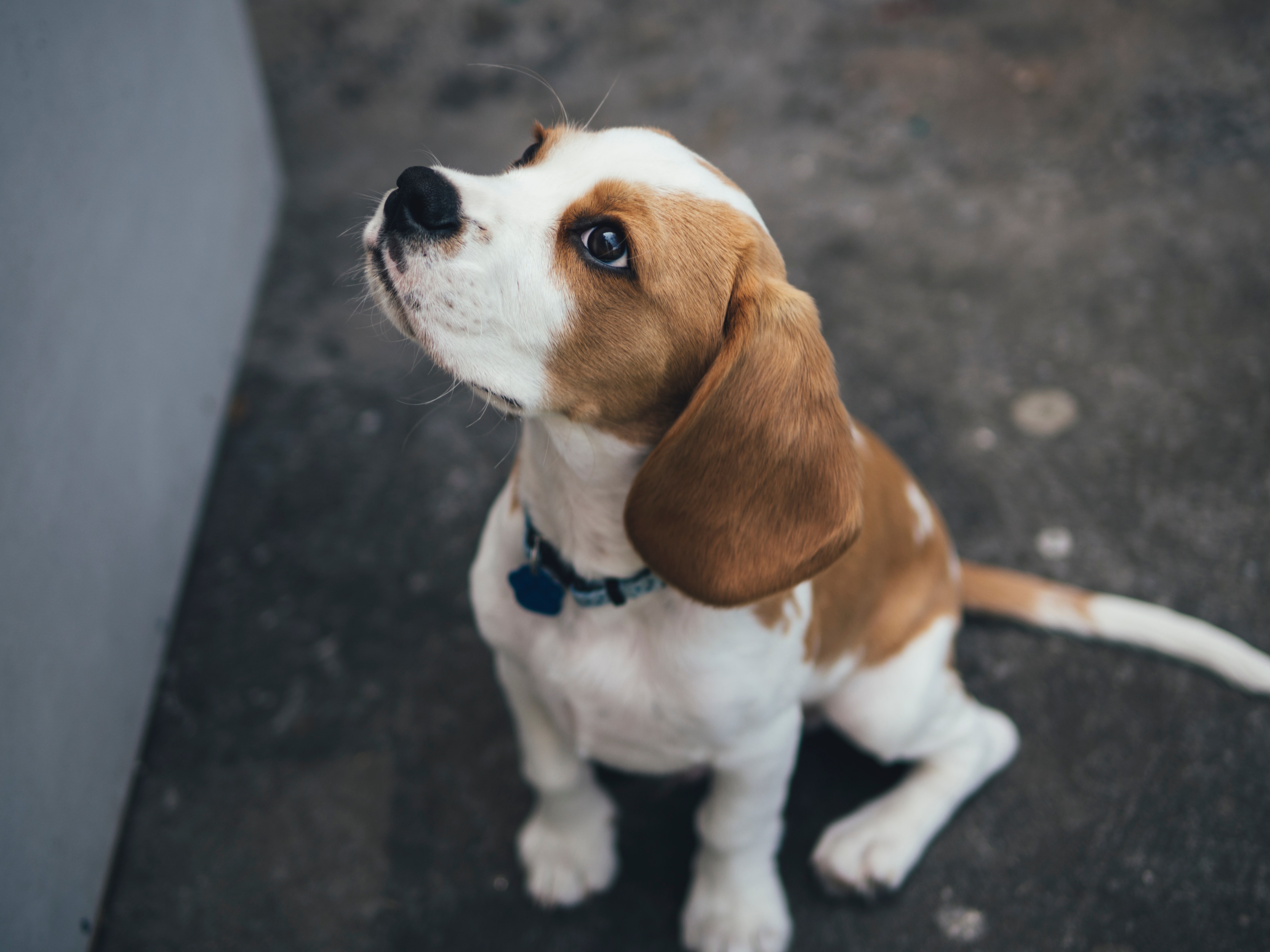 4 consejos para eliminar el olor a orina de perro en tu casa
