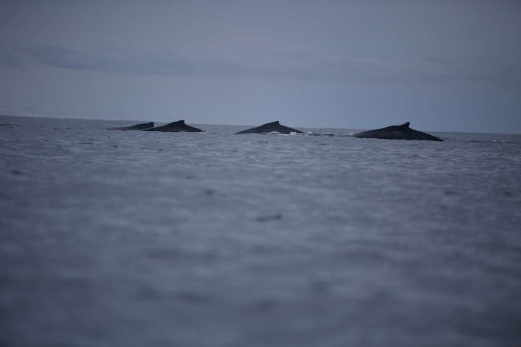 Avistamiento de ballenas en Bahía Solano, Chocó.