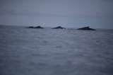 ¿Por qué han aparecido 23 ballenas muertas en las costas de EE. UU desde diciembre?