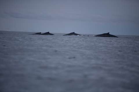 ¿Por qué han aparecido 23 ballenas muertas en las costas de EE. UU desde diciembre?