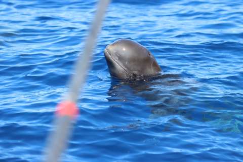 Estas ballenas tienen que cantar más fuerte para comunicarse, por el ruido de los barcos