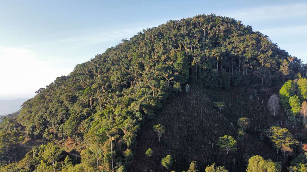 Según cifras de la Federación Nacional de Cafeteros, hay más de 5.000 familias dedicadas al cultivo de cafe.