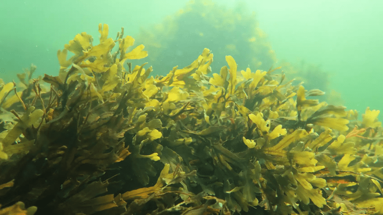 Así es como el cultivo de algas podría ayudar a enfrentar el cambio climático