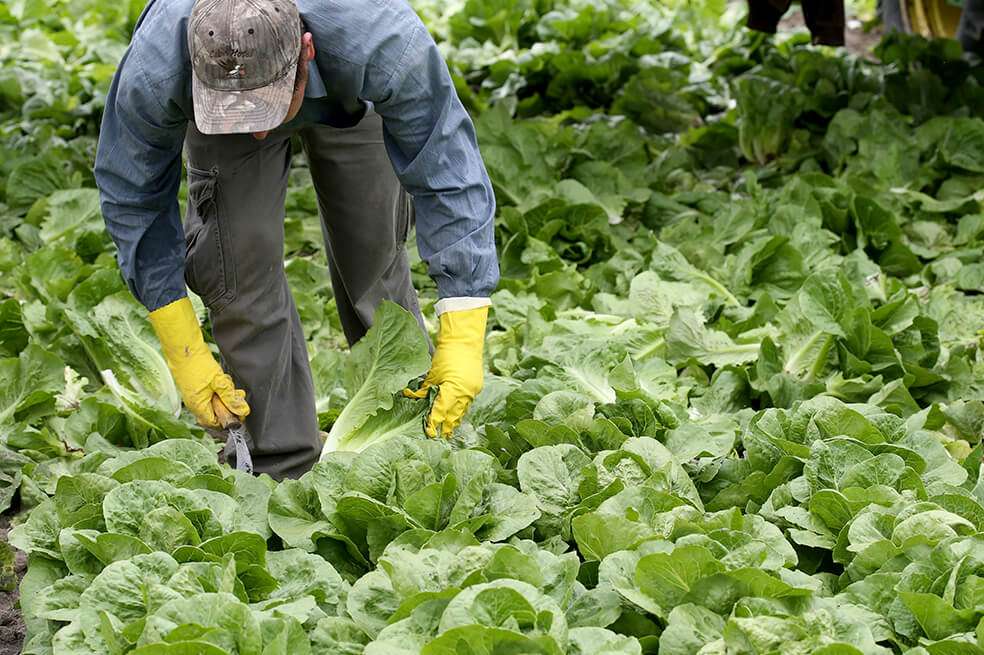 Trabajador en una granja de Manitoba, Canada. / Bloomberg