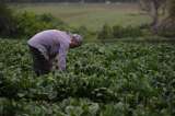 El Índice de Precios al Productor aumentó en julio