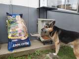 Organizan recolecta de alimentos para animales vulnerables: así puede ayudar
