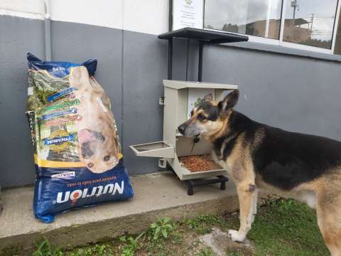 Gran recolecta de alimentos para animales sin hogar en Antioquia: así puede ayudar