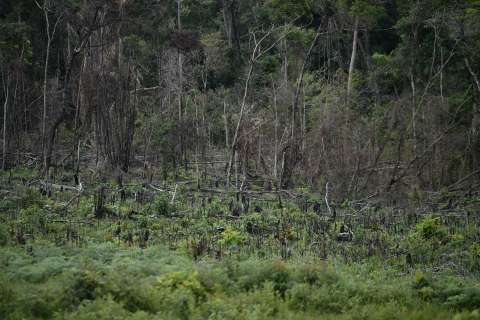 La superficie forestal per cápita del mundo ha disminuido en más de un 60%