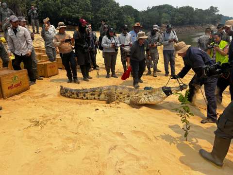 Caimanes llaneros del Orinoco, animales en vía de extinción, fueron liberados en Vichada