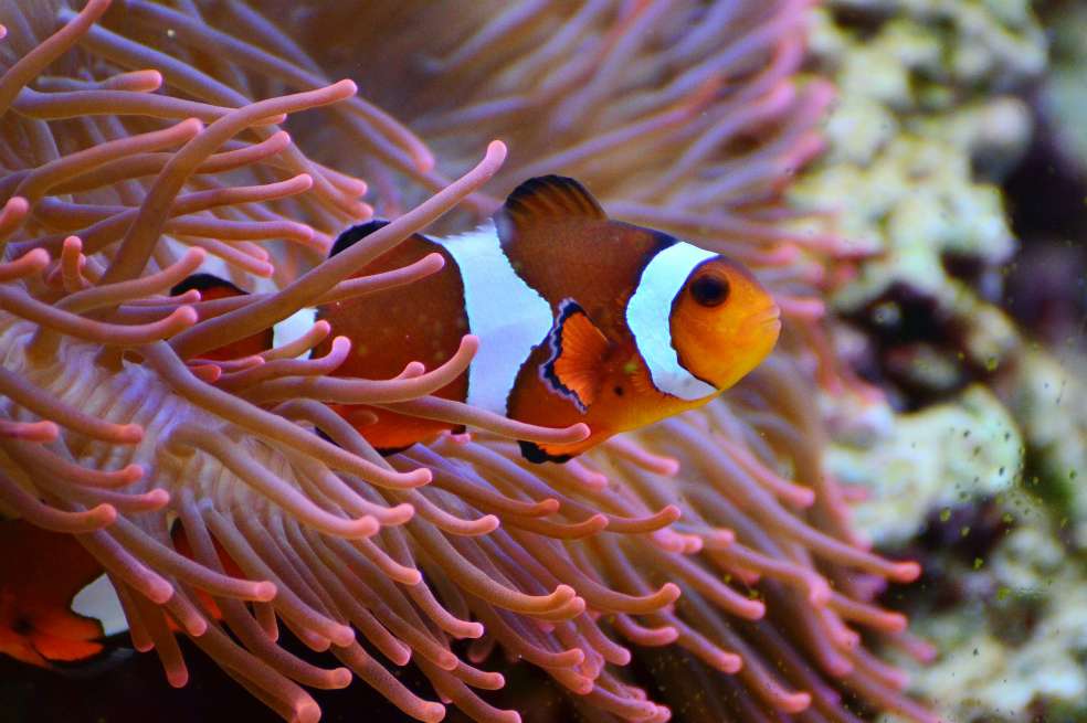 Los investigadores analizaron el desarrollo de 26 especies adicionales de pez payaso. / Pixabay