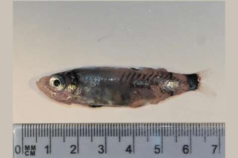 Encuentran una nueva especie de pez en las profundidades del mar