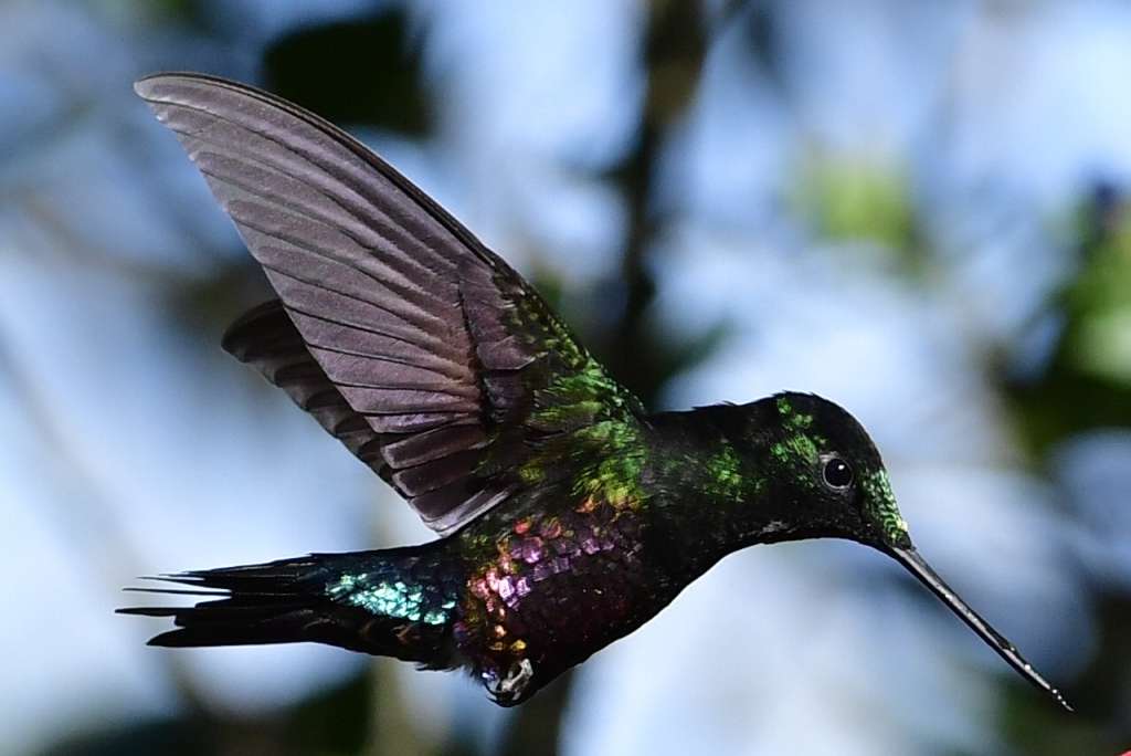 Colombia es el país con más especies de aves del mundo.