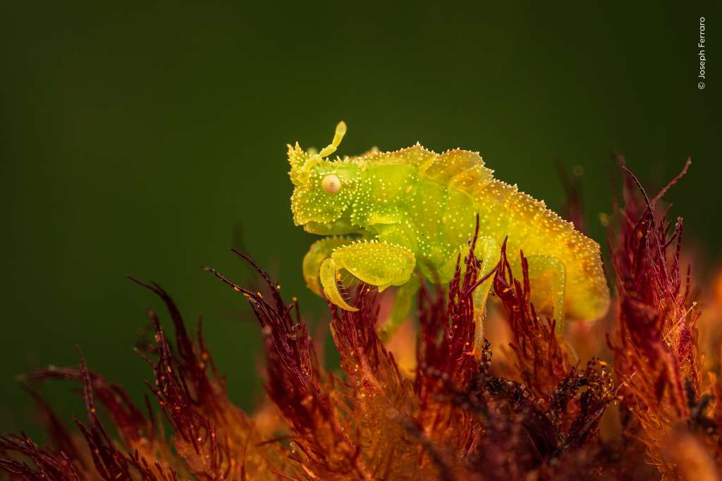 Una ninfa de chinche emboscadora permanece inmóvil en una flor, esperando a que su presa se acerque. Joseph la vio cerca de la puerta de su casa en Ferndale, Michigan, EE. UU.