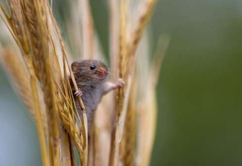 Las mejores fotografías que muestran la naturaleza en primer plano