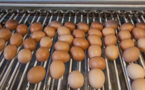 ¿Quién pidió pollo? Retos y proyección del sector avícola en Colombia
