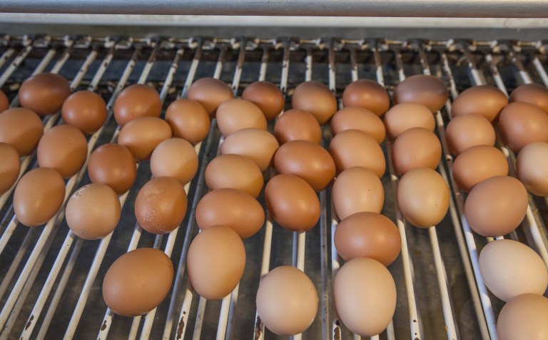 ¿Quién pidió pollo? Retos y proyección del sector avícola en Colombia