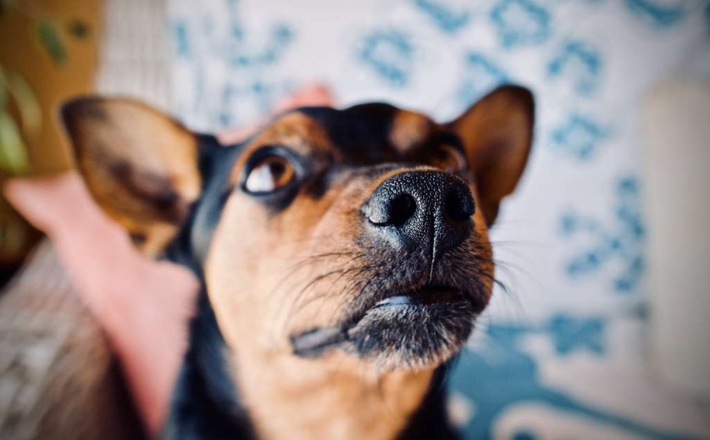 ¿Qué pasa si se le corta el bigote a un perro?