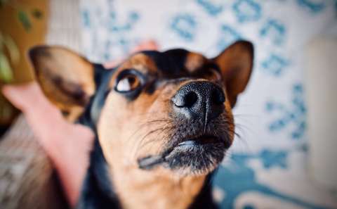Cinco olores que los perros no soportan  y que, quizás, usted utiliza en su casa